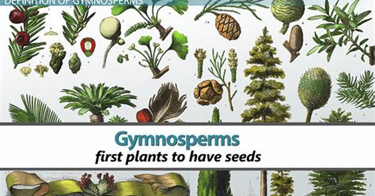 Do Gymnosperms Have Integument?