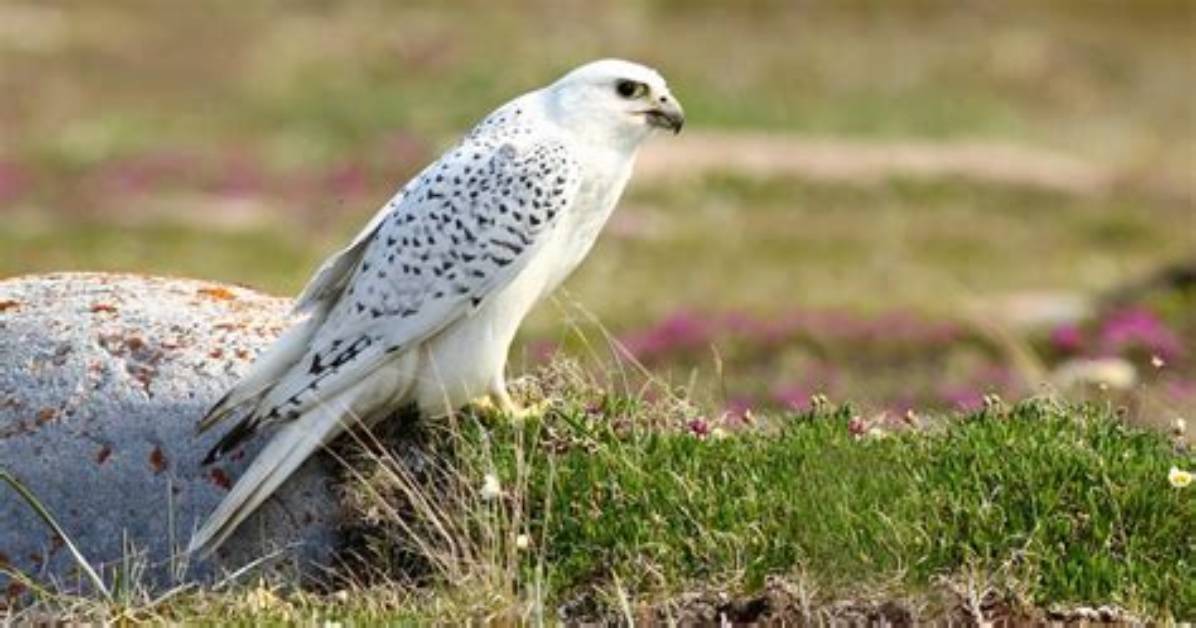 Do Gyrfalcons Live in Alberta?