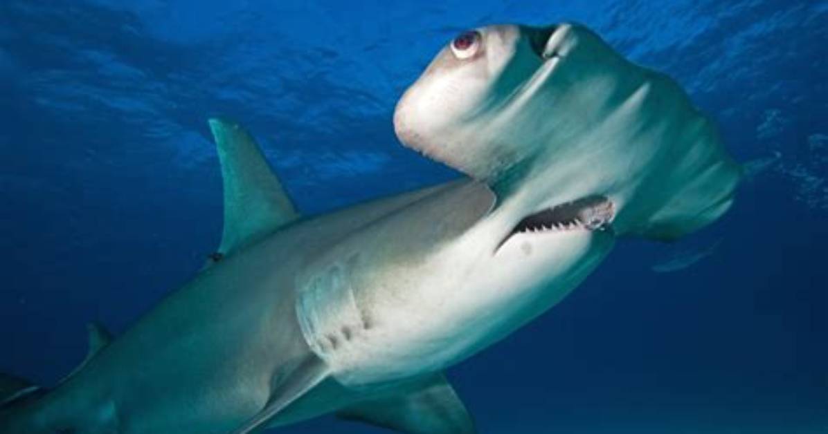 Do Hammerheads Attack Humans?
