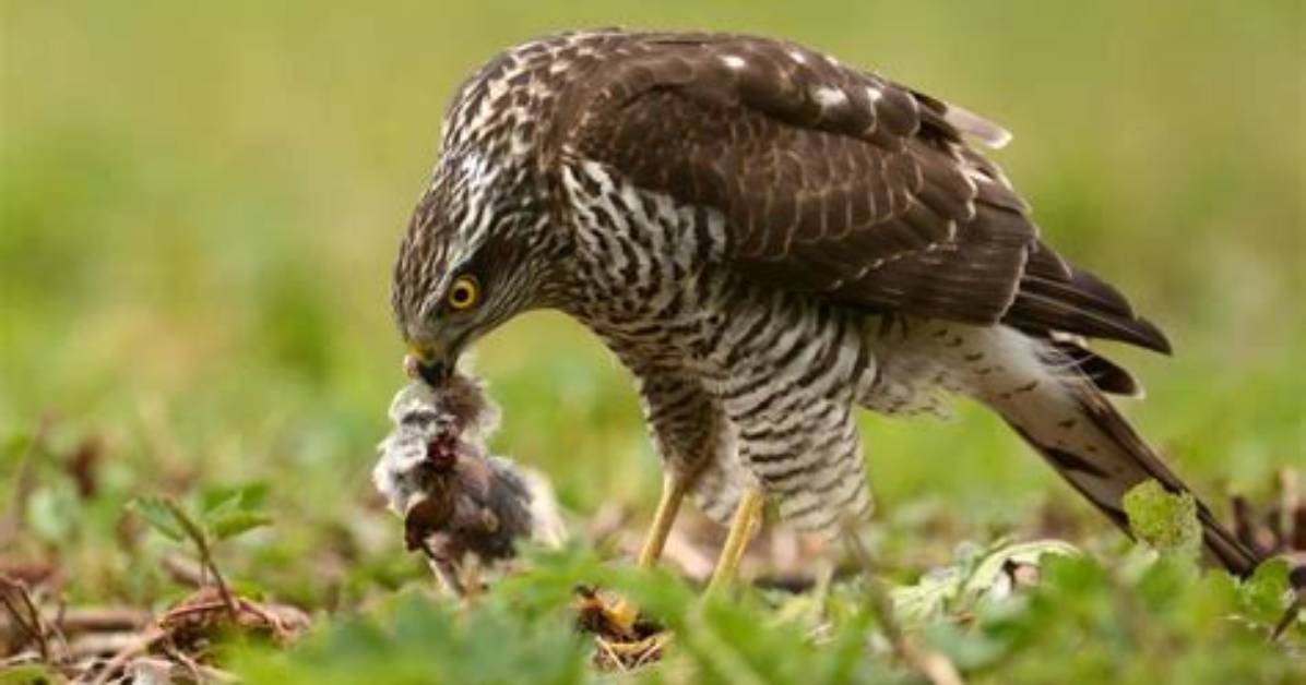 Do Hawks Eat Prey Alive