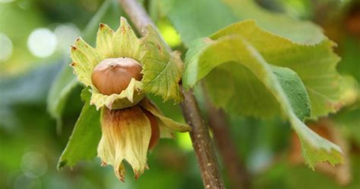 Do Hazelnuts Grow on Trees?