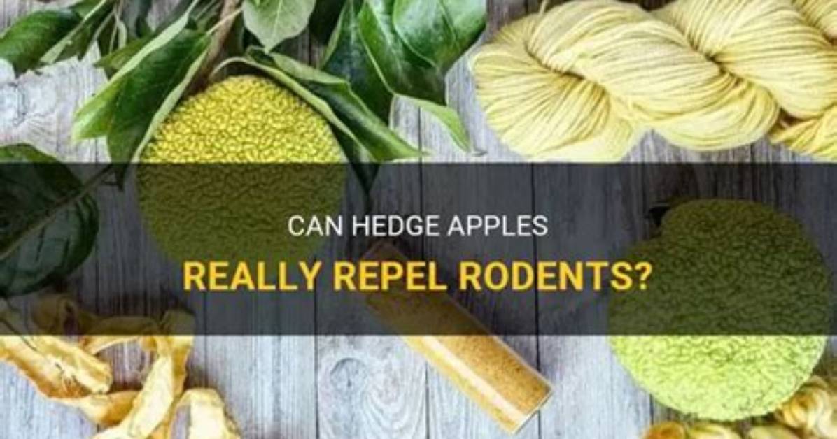 Do Hedge Apples Repel Mice