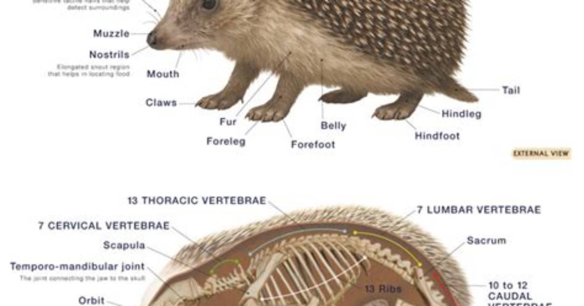Do Hedgehogs Have Tails?