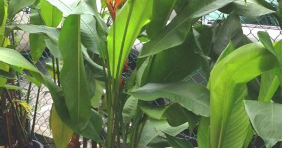Do Heliconias Like Full Sun?