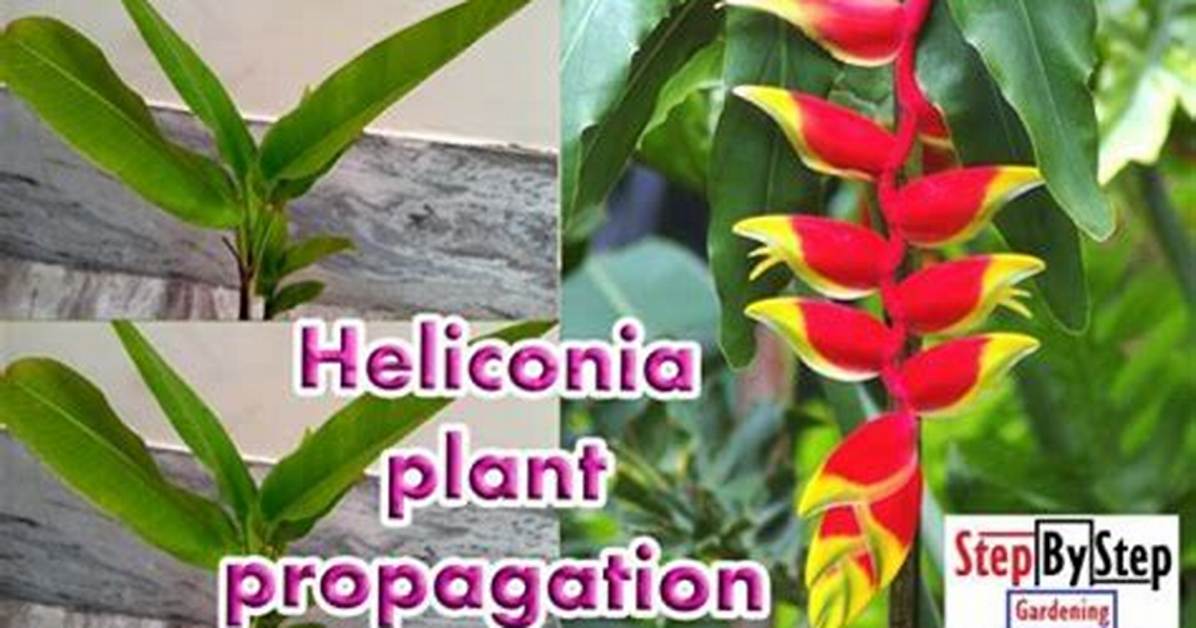 Do Heliconias Multiply