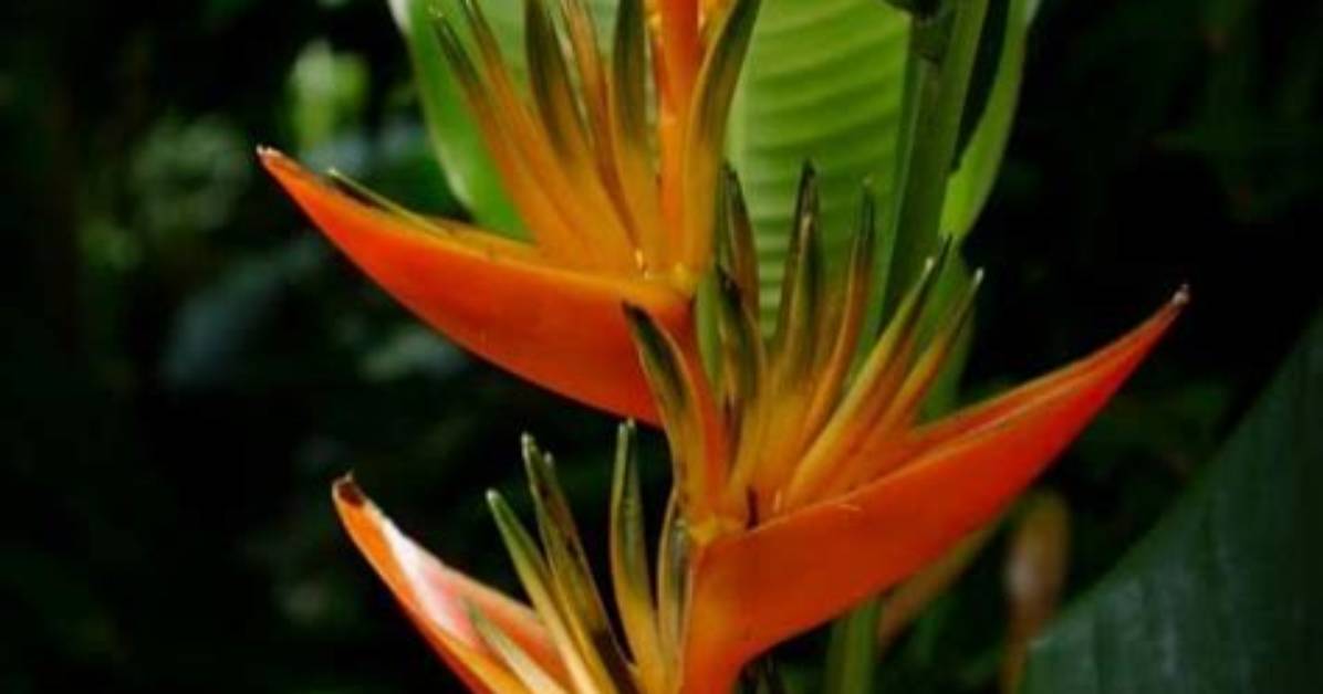 Do Heliconias Need Full Sun