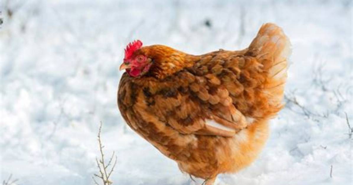 Do Hens Lay over Winter?