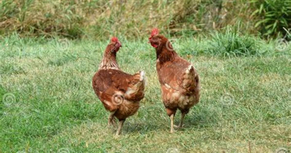 Do Hens Mount Other Hens?