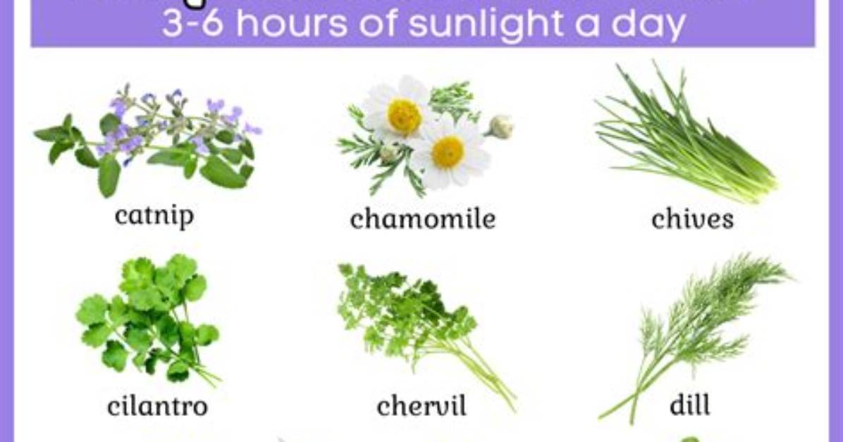 Do Herbs Like Sun or Shade