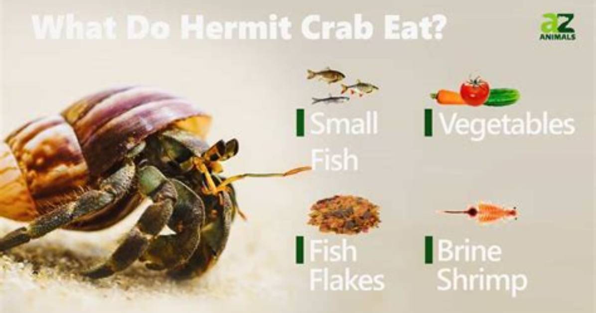 Do Hermit Crabs Eat Nuts?