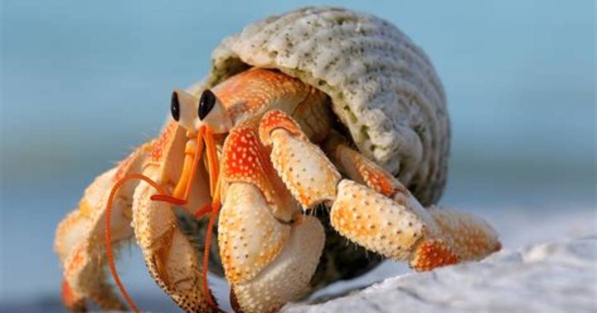 Do Hermit Crabs Like Hot or Cold?