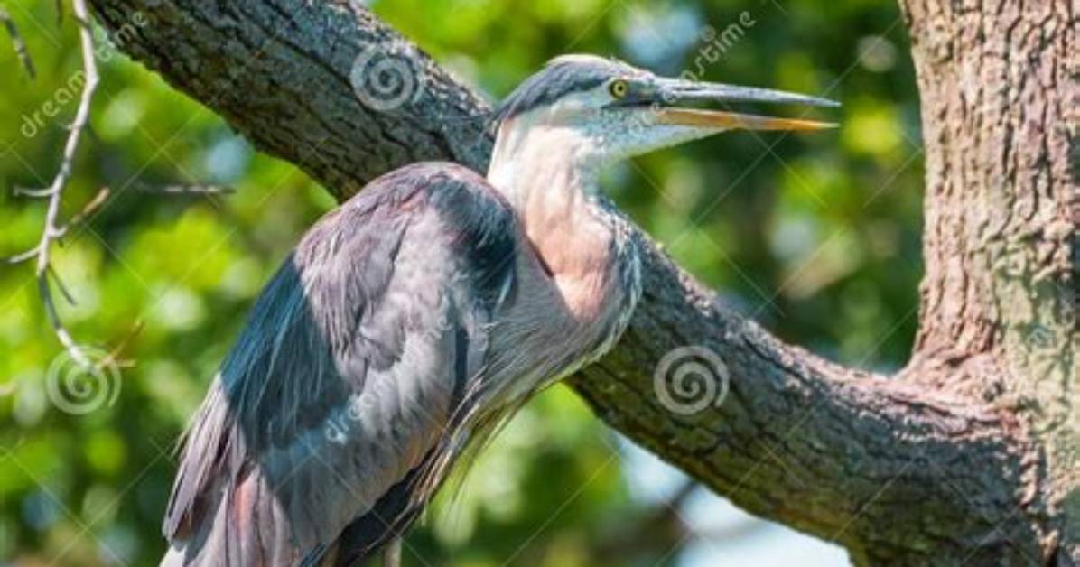 Do Herons Sit in Trees
