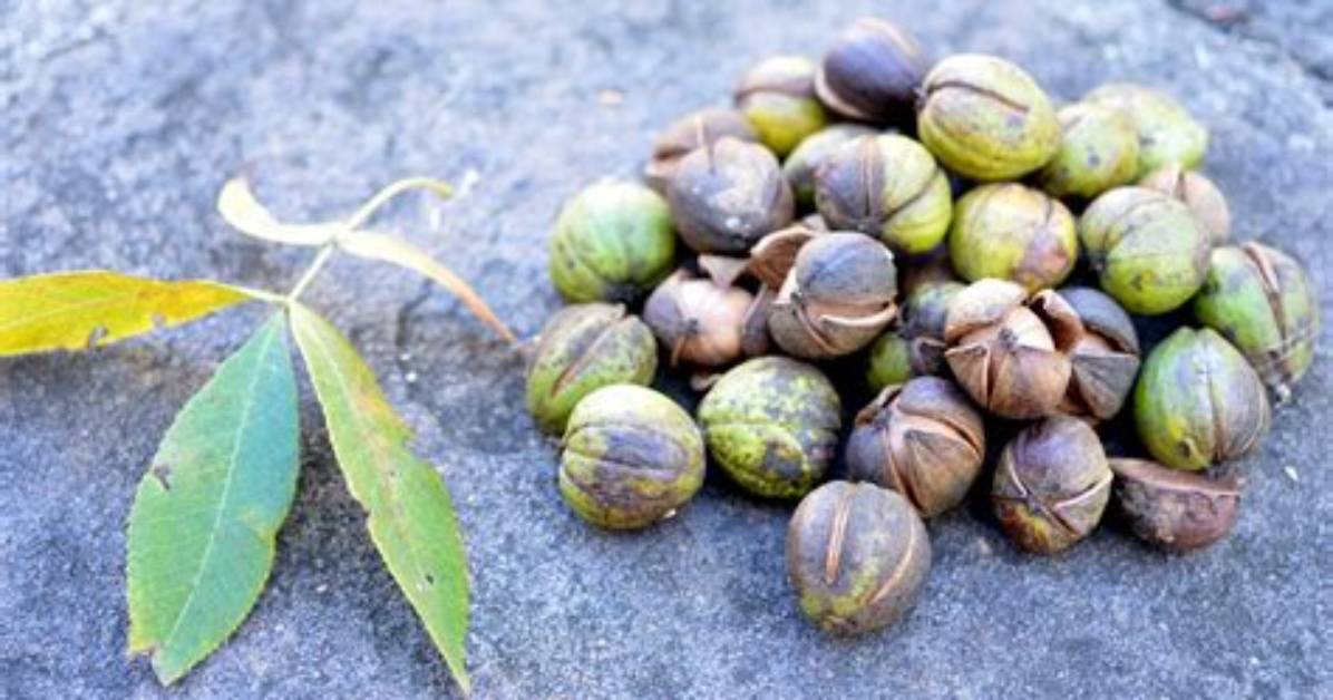 Do Hickory Trees Drop Nuts