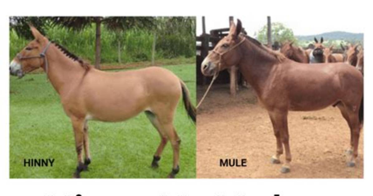 Do Hinnies and Mules Look the Same?