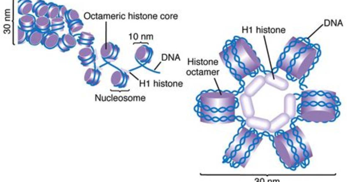 Do Histones Form a Tetramer?