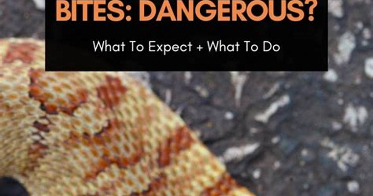 Do Hognose Snakes Bite
