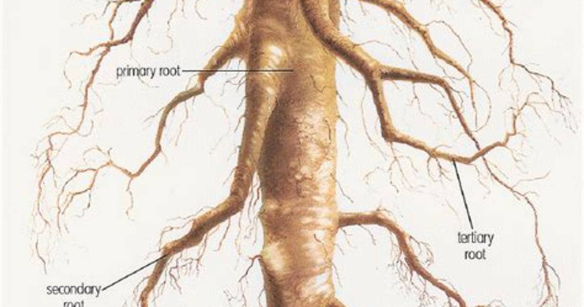 Do Holly Trees Have a Tap Root