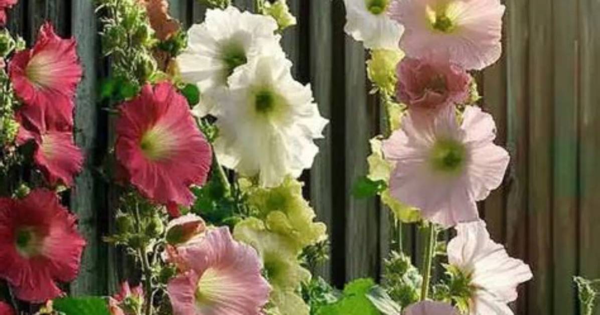 Do Hollyhocks Require Full Sun