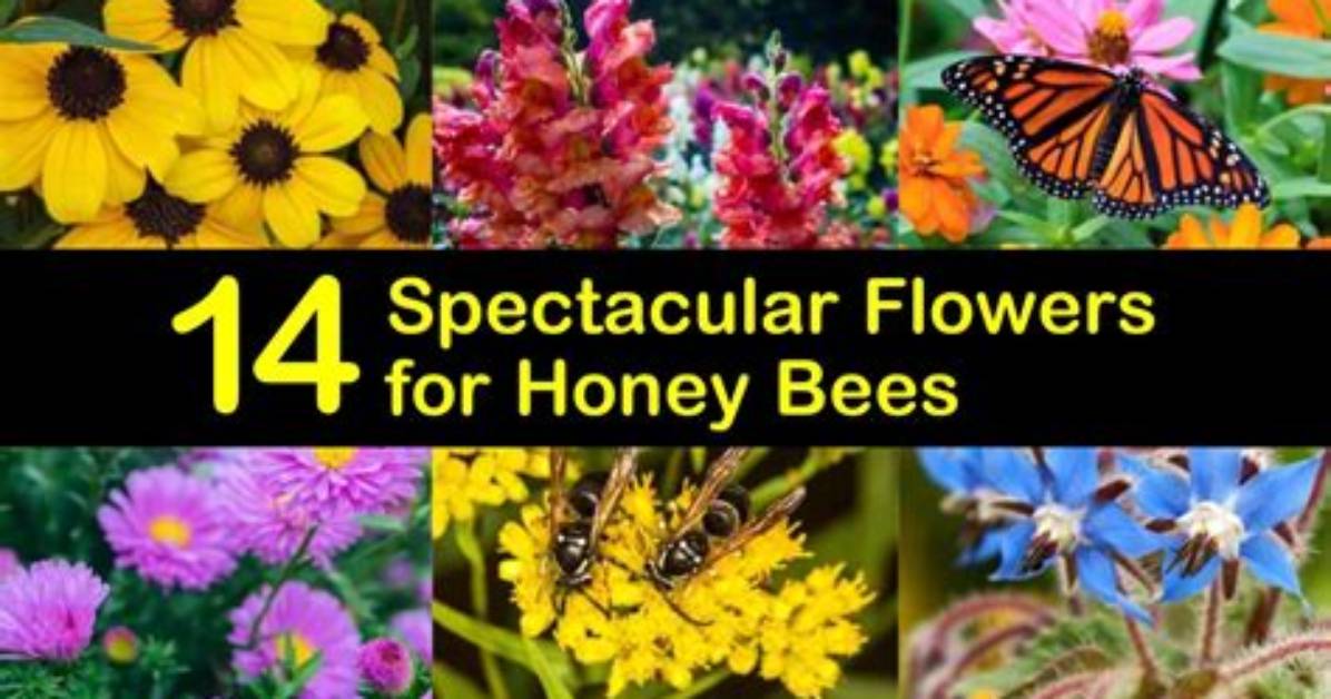 Do Honeybees Like Daisies