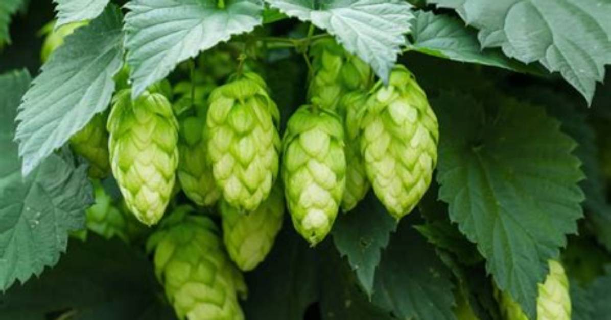 Do Hops Get You High