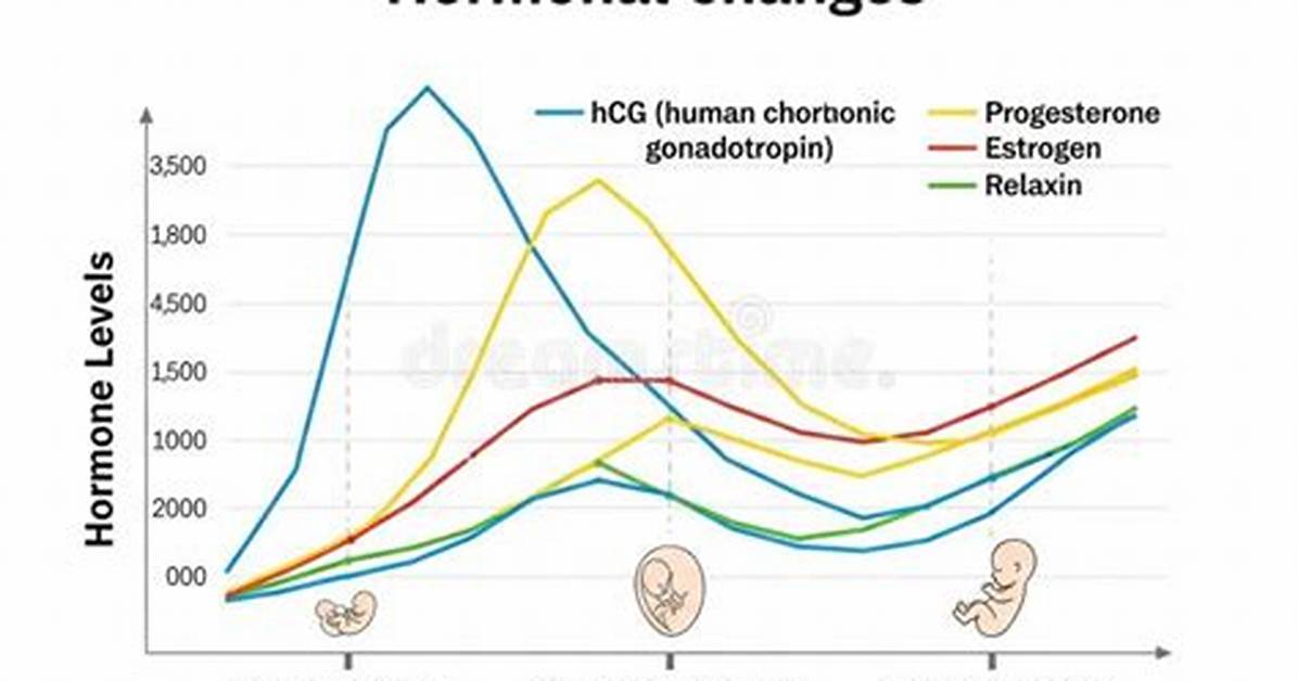 Do Hormones Change in Third Trimester