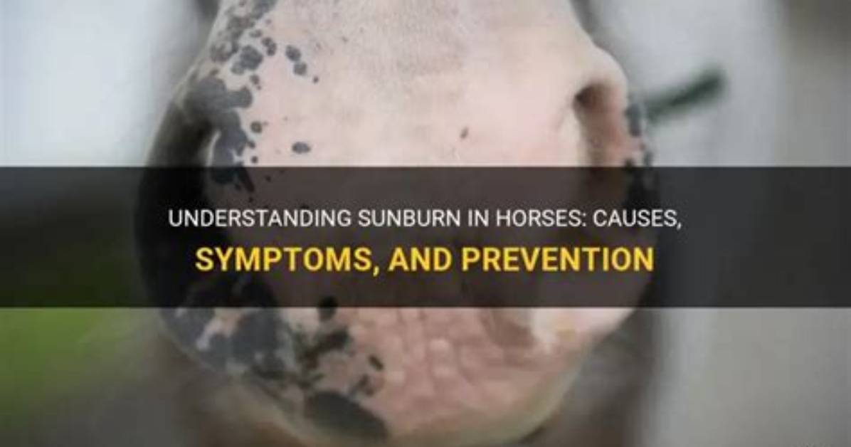 Do Horses Get Sunburned?