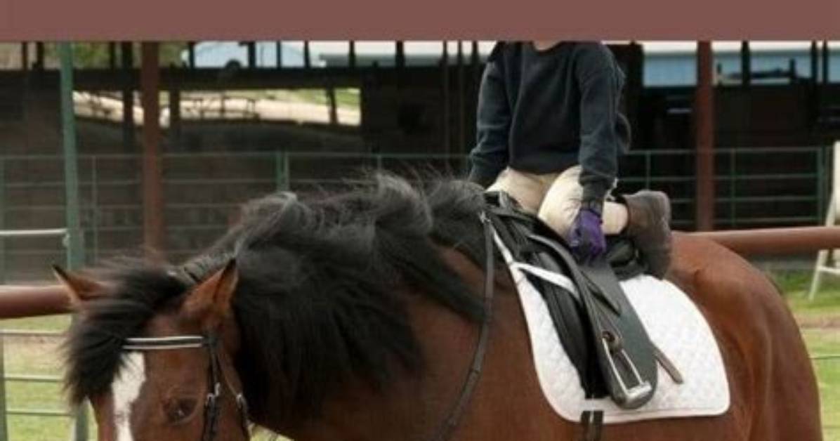 Do Horses Have 2 Knees