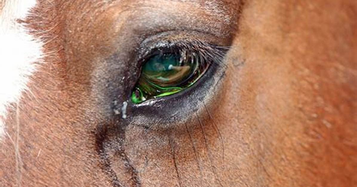 Do Horses Have Eyelids