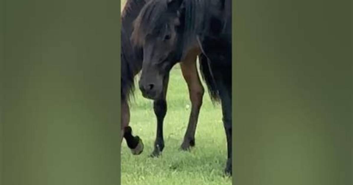 Do Horses Hold Grudges?