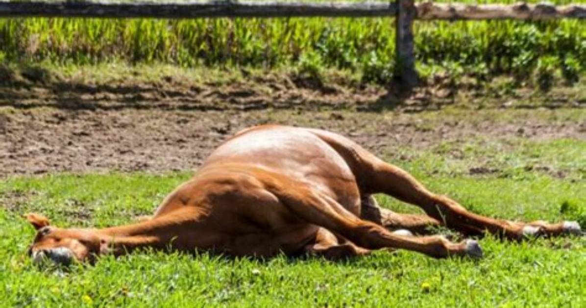 Do Horses Lay Down?