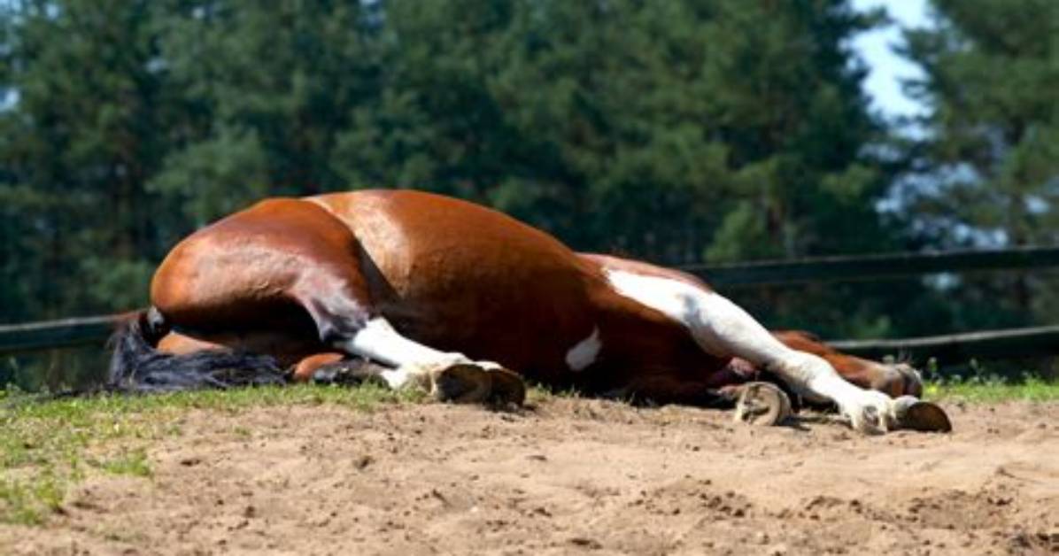 Do Horses Lie Down?