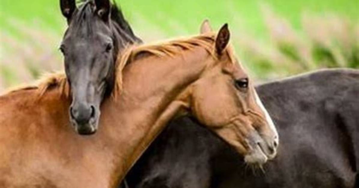 Do Horses Like Games?