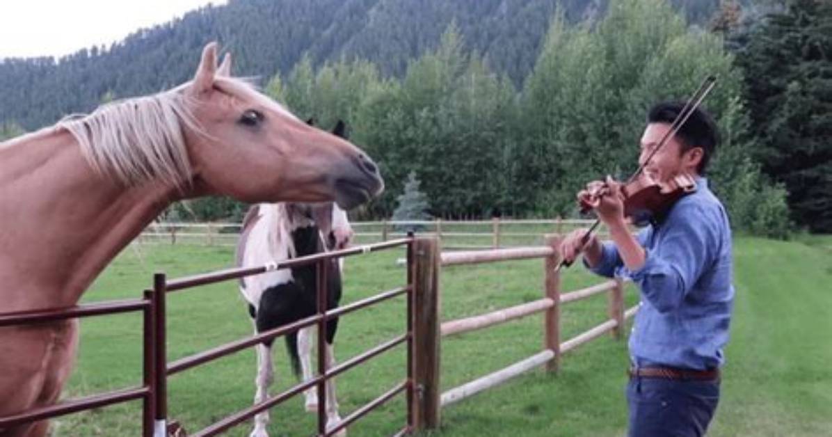 Do Horses Like When You Sing to Them?