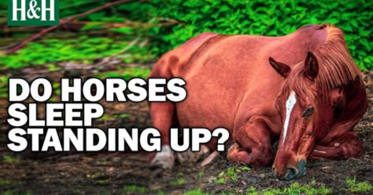 Do Horses Nap?