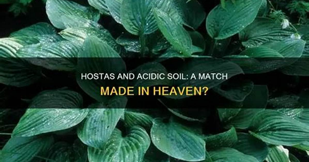 Do Hostas Like Acidic Soil?