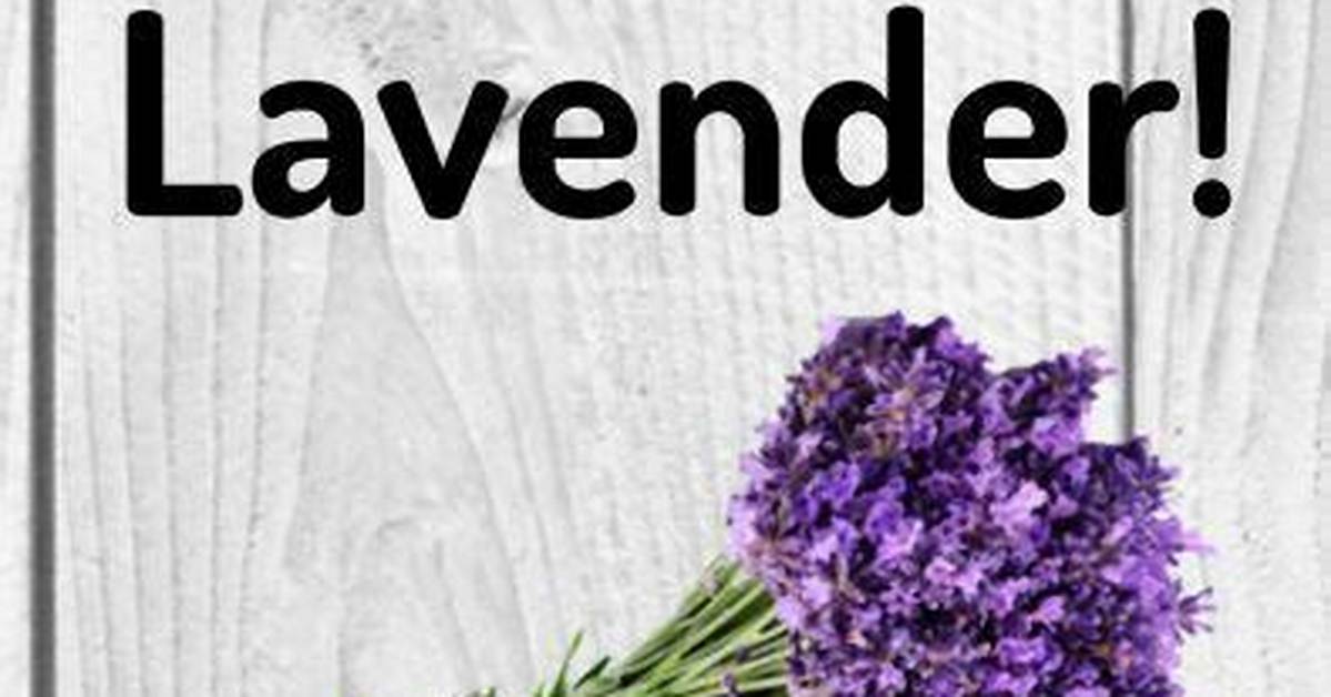 Do House Flies Hate Lavender