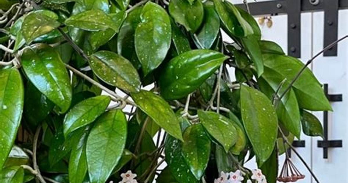 Do Hoyas Bloom