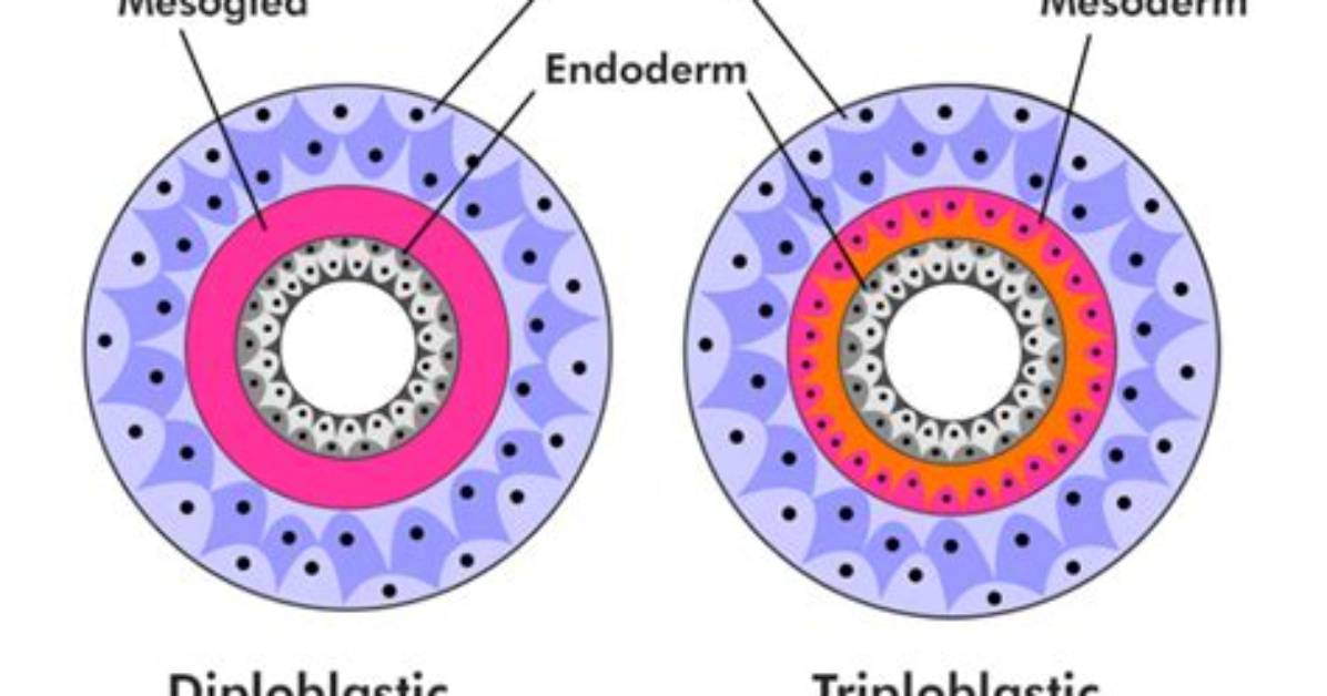 Do Humans Are Triploblastic?