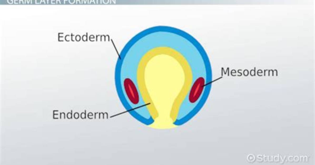 Do Humans Have Mesoderm?