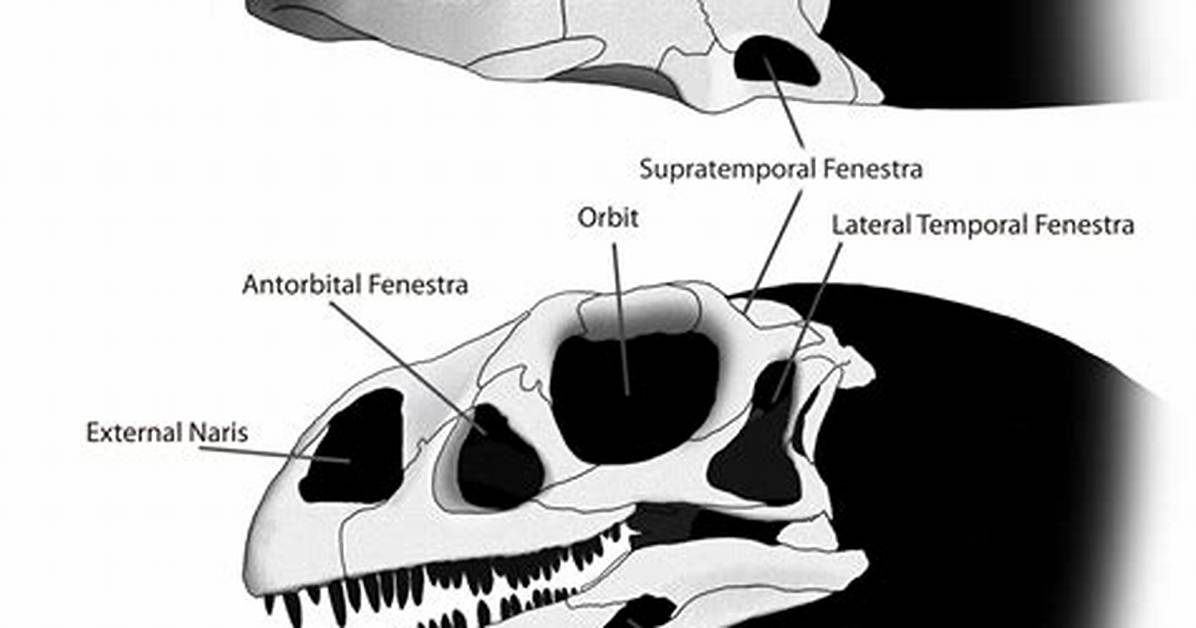 Do Humans Have Temporal Fenestra?
