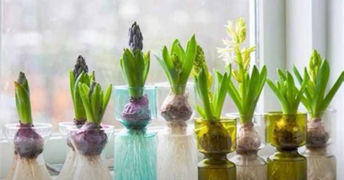 Do Hyacinth Grow Back?