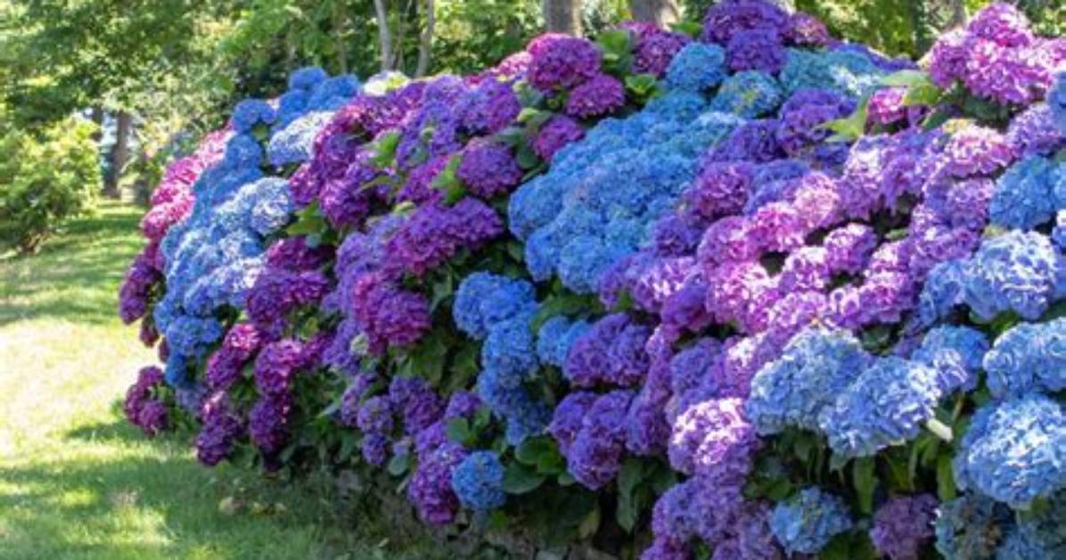 Do Hydrangeas Come in Different Sizes