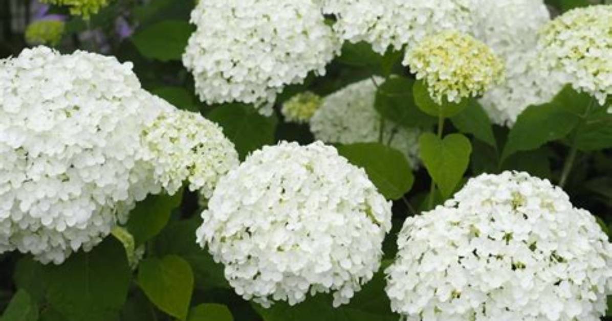 Do Hydrangeas Come in White