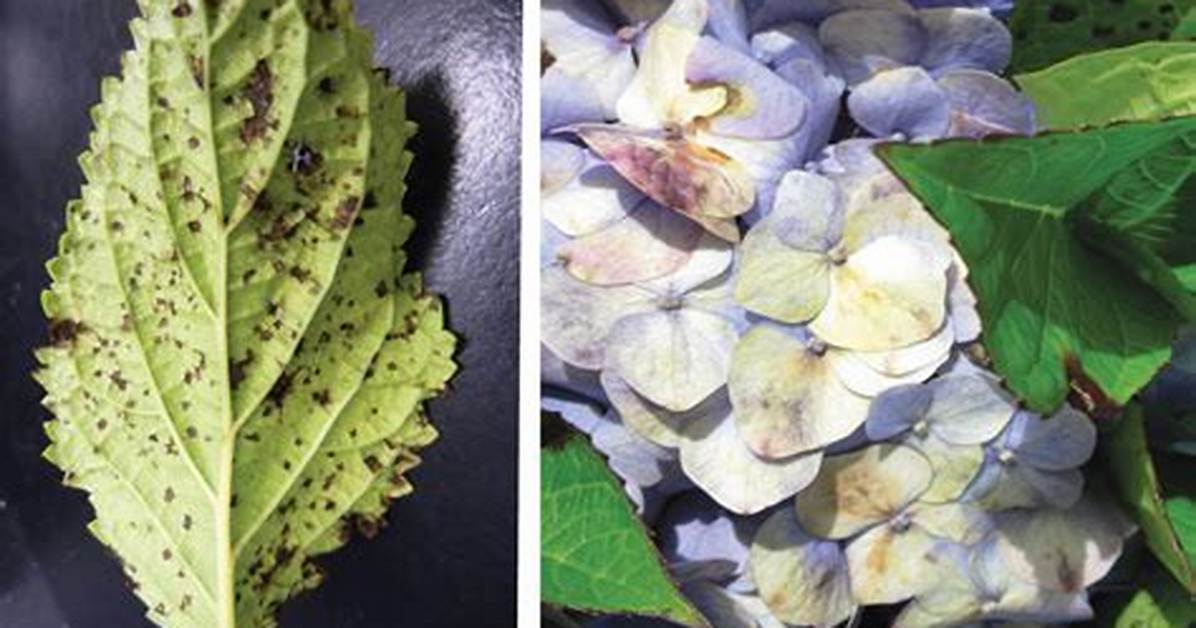 Do Hydrangeas Get Verticillium Wilt?