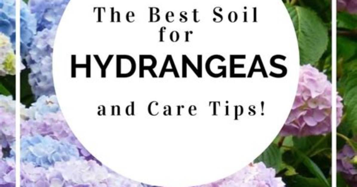 Do Hydrangeas Like Acidic Soil