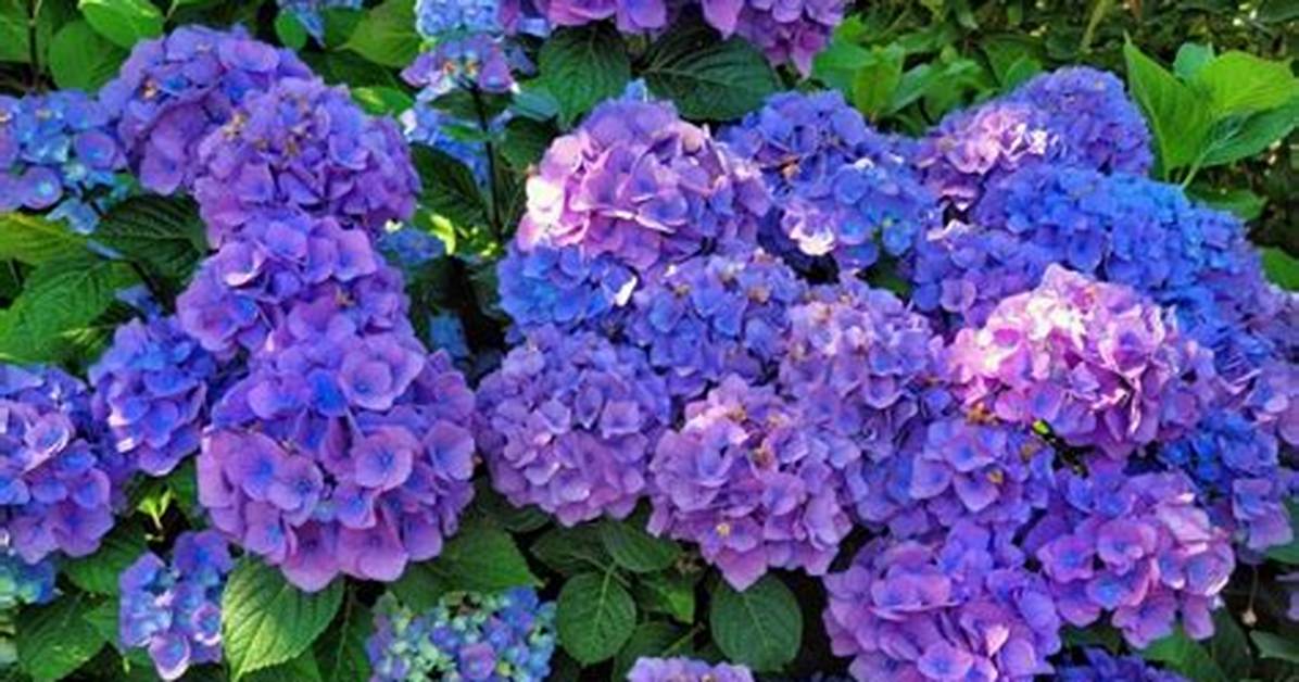 Do Hydrangeas Reproduce