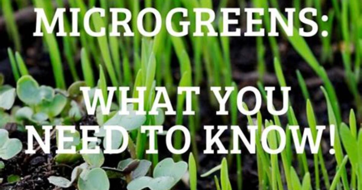 Do Hydroponic Microgreens Need Fertilizer