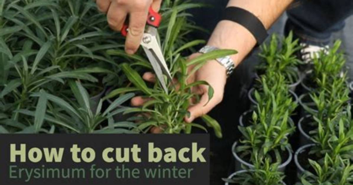 Do I Cut Back Erysimum?