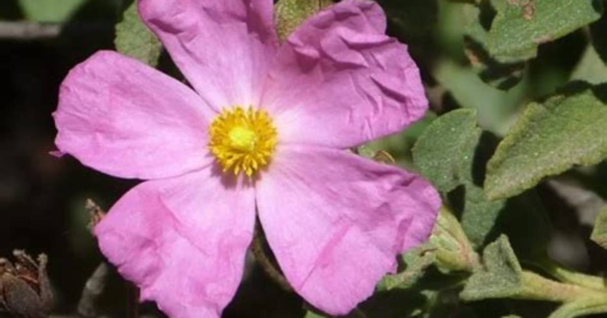 Do I Deadhead Cistus?