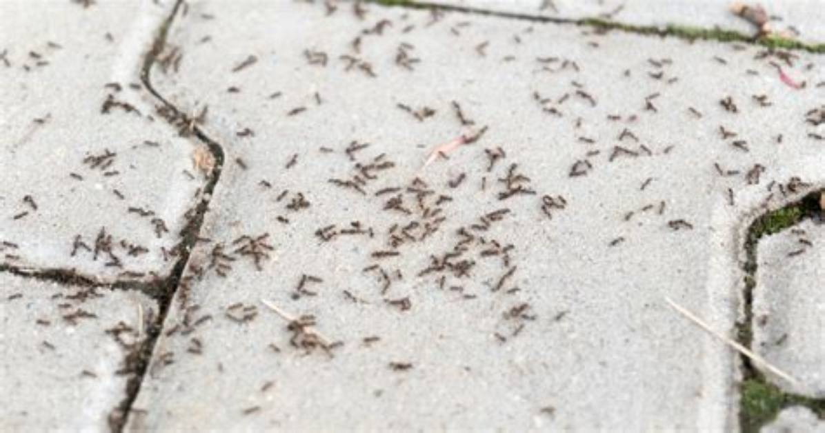 Do I Have Pavement Ants